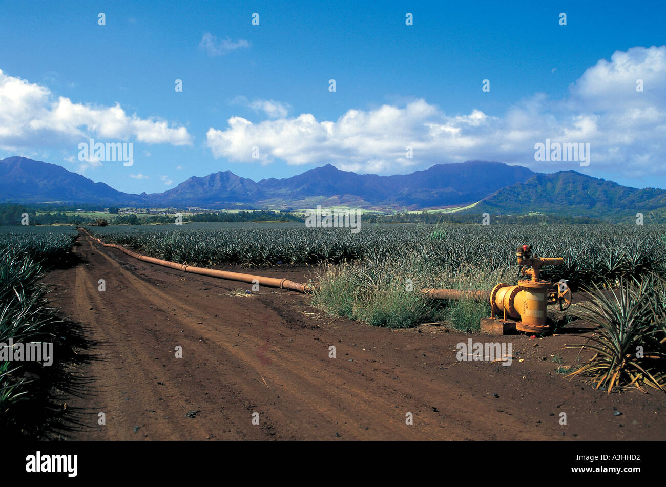 pineapple plantation island of oahu state of hawaii usa Stock Photo Alamy