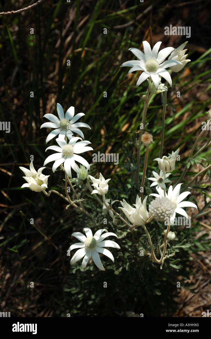 Flannel Flowers Actinotus helianthi Sydney Australia Stock Photo