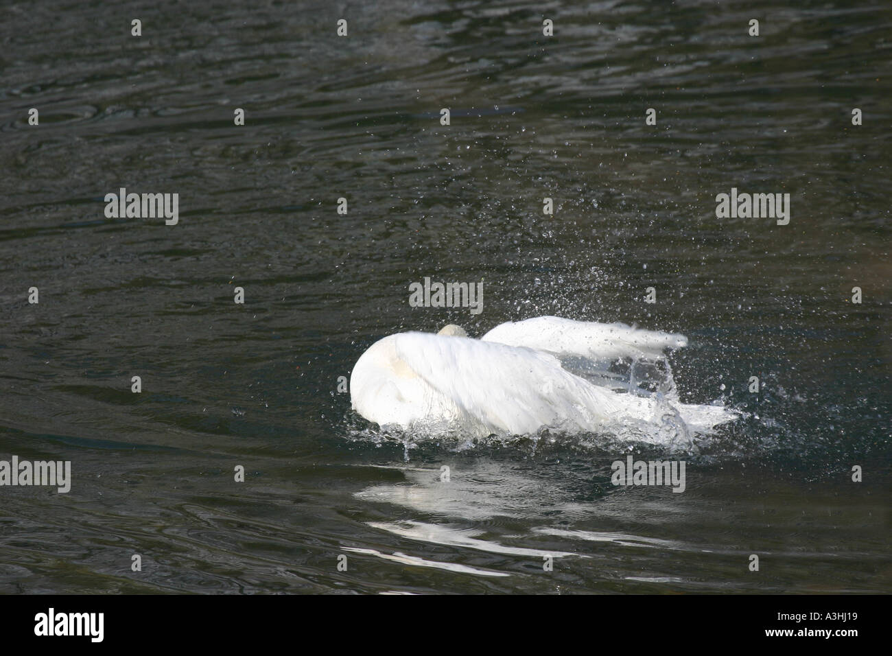 Mute Swan washing in River Aare Berne Switzerland 12 of 43 Stock Photo