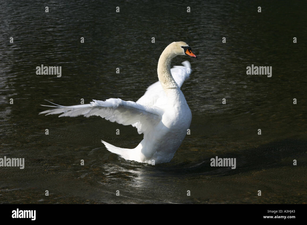 Mute Swan washing in River Aare Berne Switzerland 22 of 43 Stock Photo