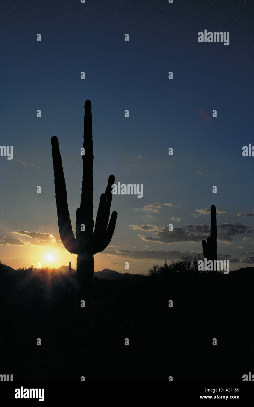saguaro cactus at sunset sonora desert state of arizona usa Stock Photo ...