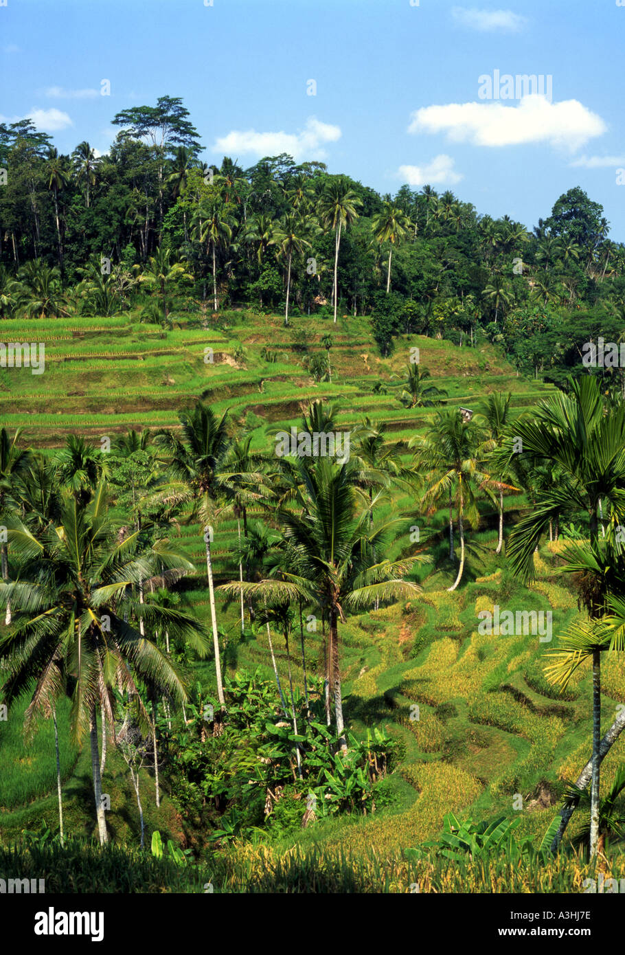 lush green rice terraces of gianyar near ubud bali indonesia Stock ...