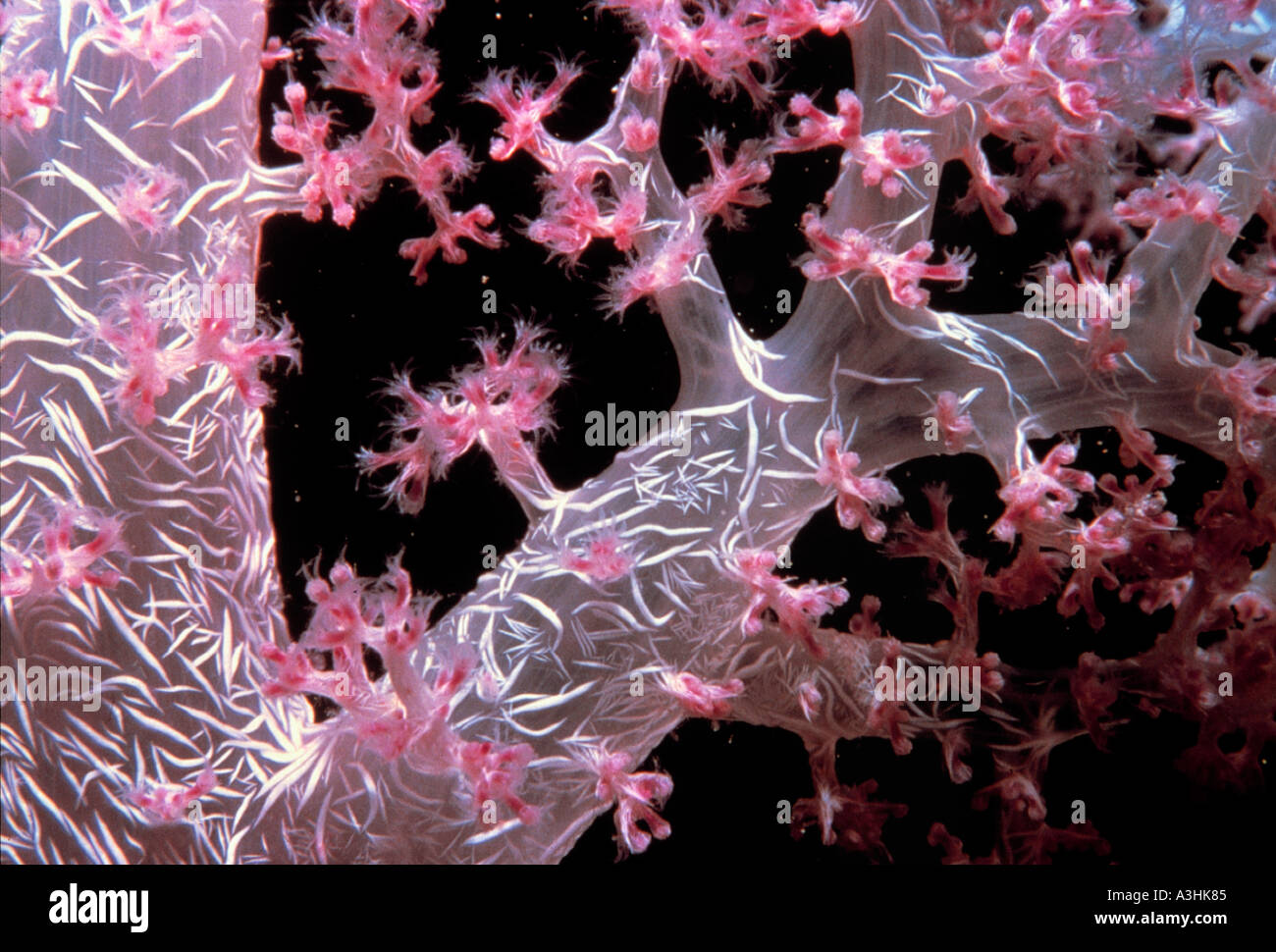 close up of polyp and anemone heron island resort great barrier reef state of queensland australia Stock Photo