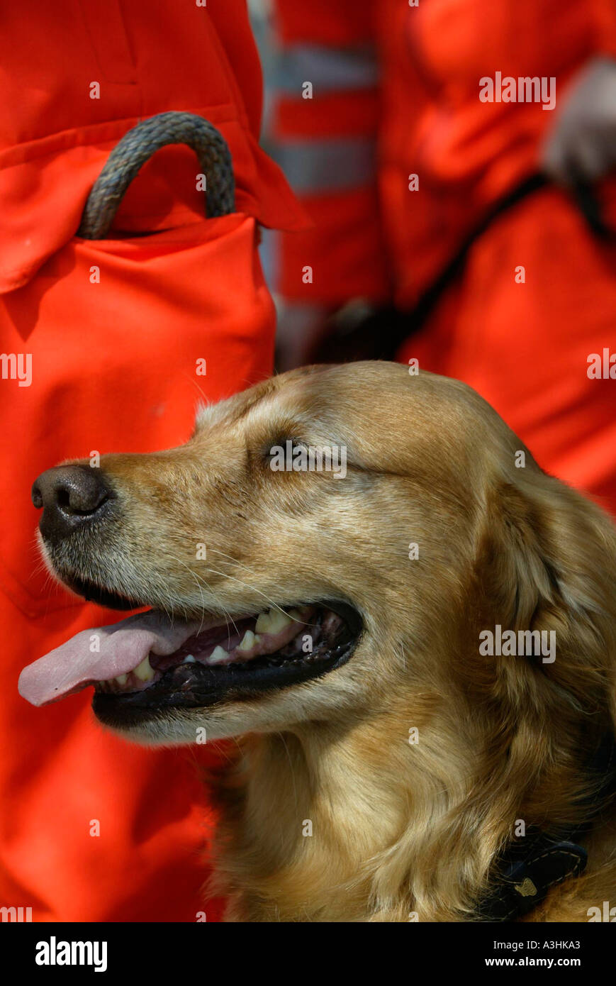 Dog earthquake hi-res stock photography and images - Alamy