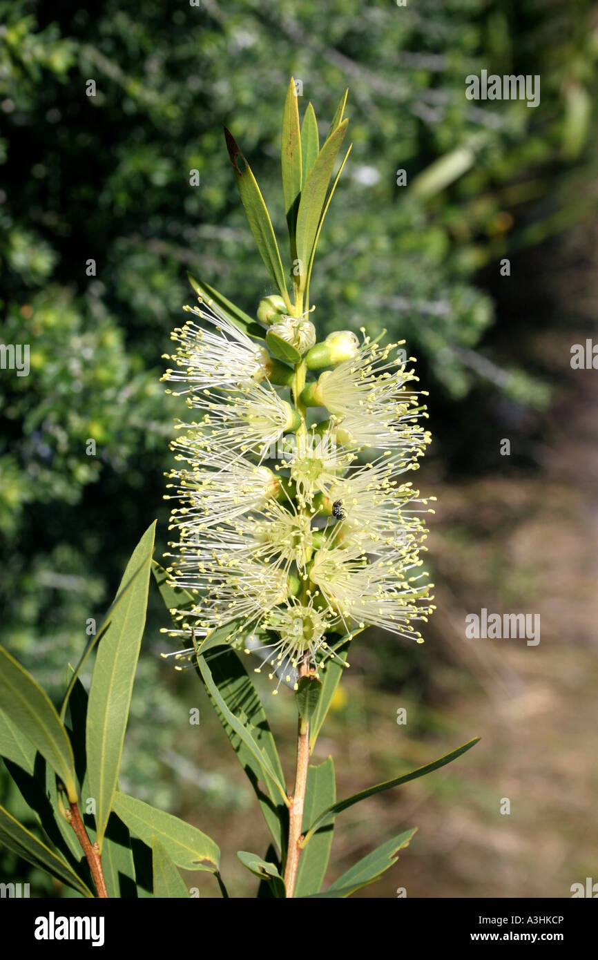 Ade 630 Australia,Broad-leaf Tea-tree (Melaleuca qinquinervia) Stock Photo