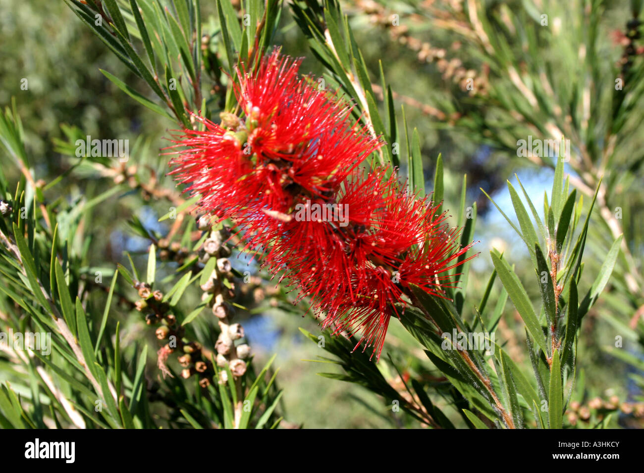Ade 628 Australia,Bottlebrush'Robin Redbreast'(Melaleuca lateritia) Stock Photo