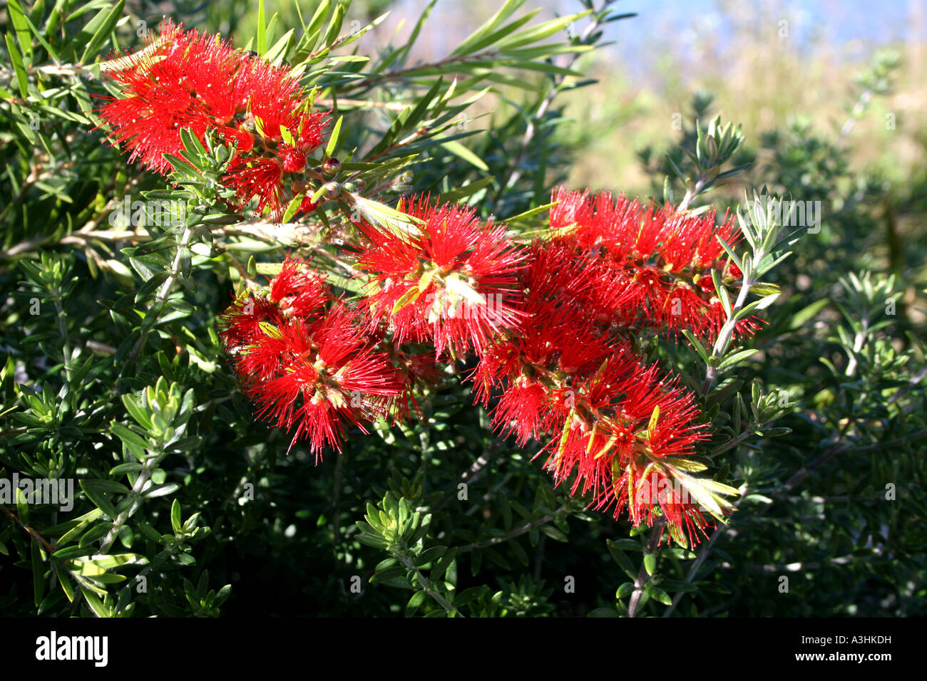Ade 627 Australia,Bottlebrush'Robin Redbreast'(Melaleuca lateritia) Stock Photo