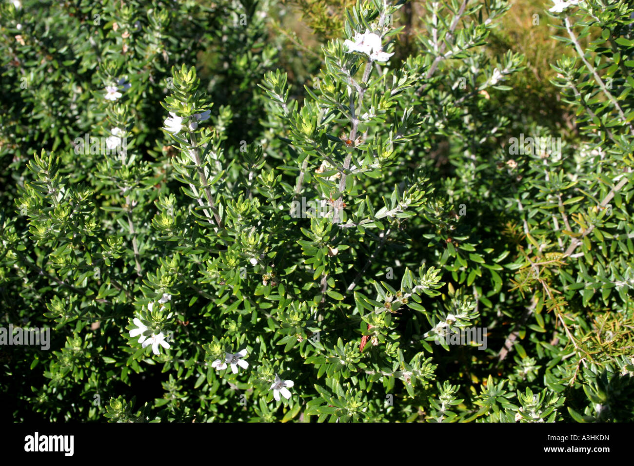Ade 626 Australia,Coastal Rosemarie (Westringia fruticosa) Stock Photo