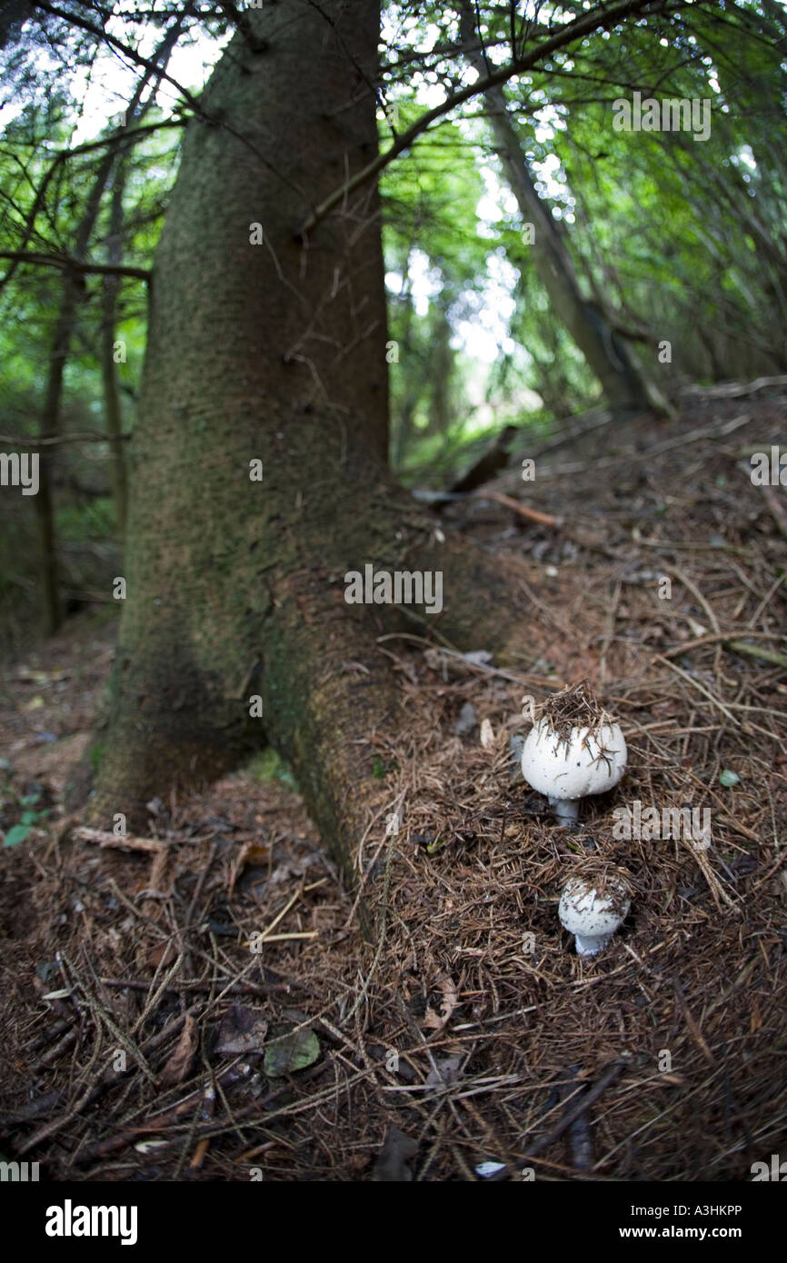 Fungi emerging from forest floor Lineover Wood Gloucestershire UK Stock Photo