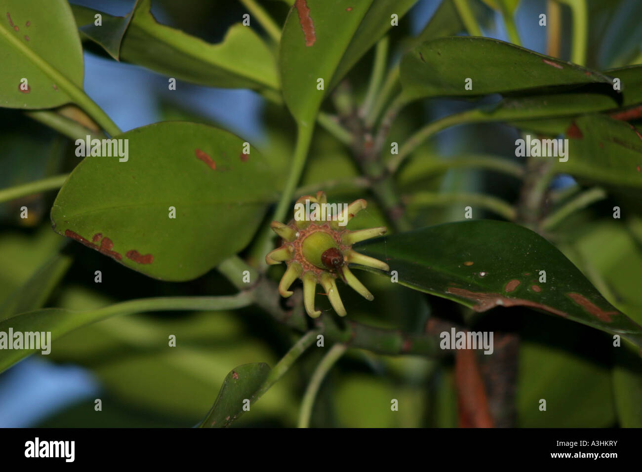 Ade 580 Australia,Flower of Stilt-rooted Mangrove(Rhizophora stylosa) Stock Photo