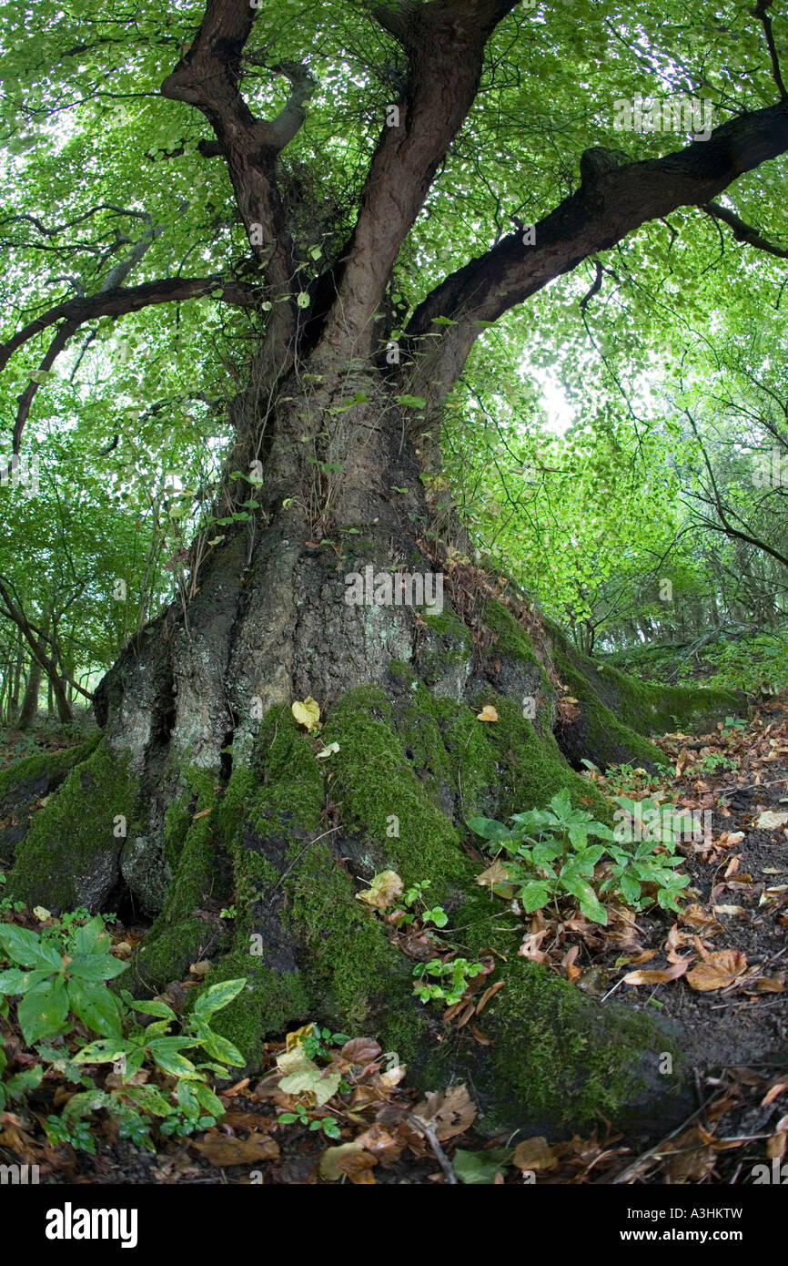 Ancient Large Leaved Lime tree on the Cotswold Way Tilia platyphyllos Lineover Wood Gloucestershire UK Stock Photo