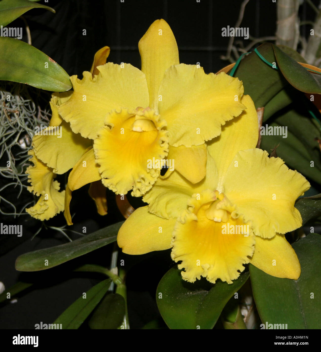 Ade 550 Tropical South and Central America Yellow Cattleya Orchid Stock Photo