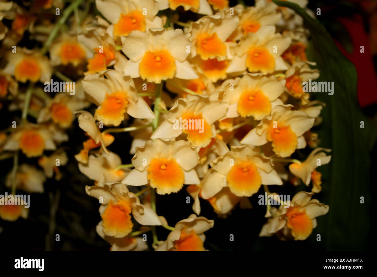 Ade 547 Golden Dendrobium(Dendrobium thyrsiflorum) Stock Photo