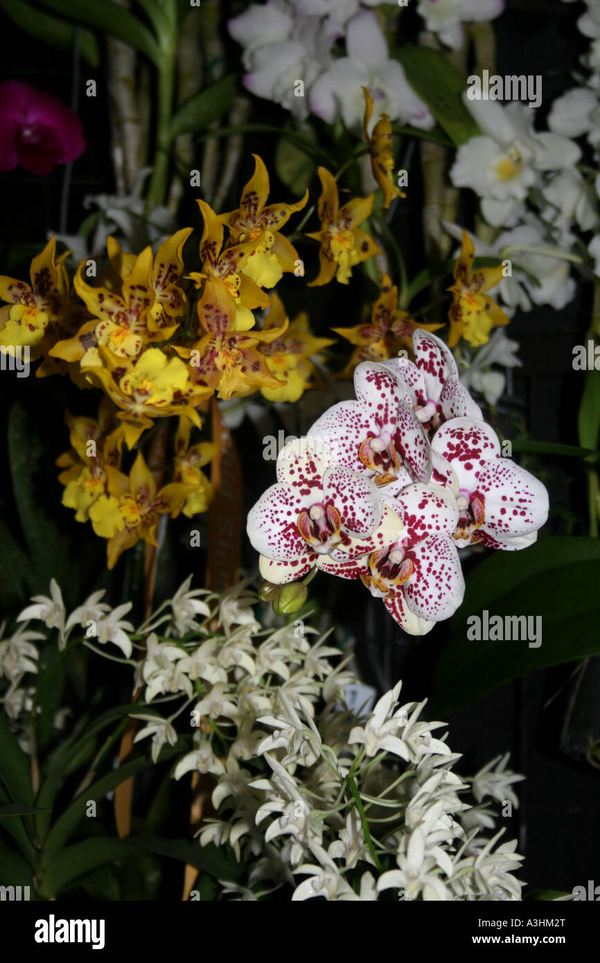 Ade 543 Equitans Oncidium Orchids Stock Photo