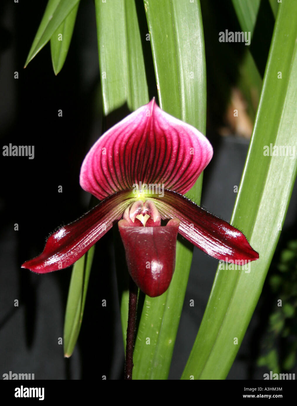 Ade 540 Paphiopedilum,Lady's Slipper Orchid Stock Photo