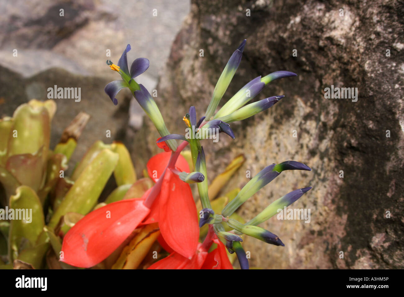 Ade 530 Billbergia nutans (Bromeliad) Stock Photo