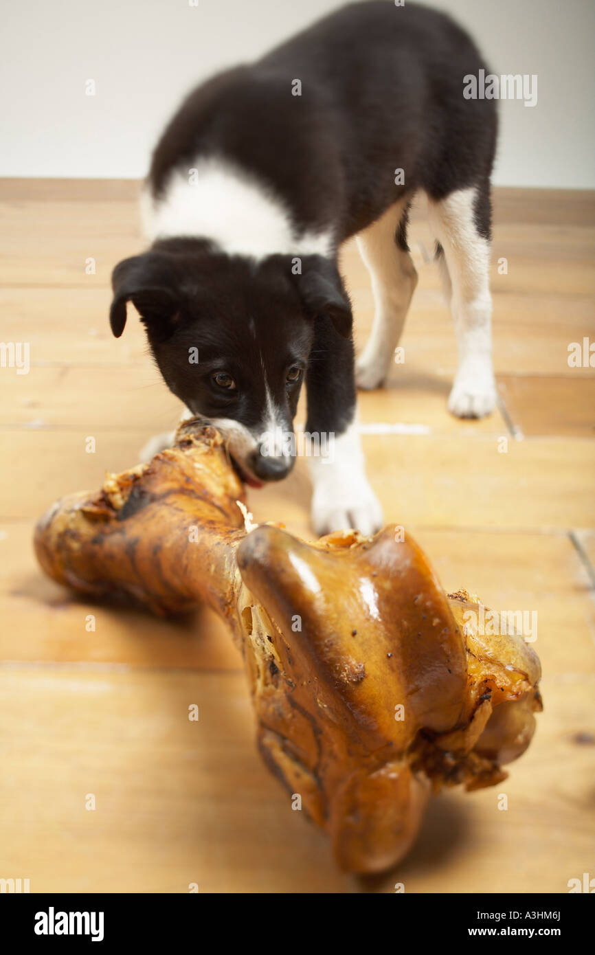 Large Sized Dog High Resolution Stock Photography and Images Alamy