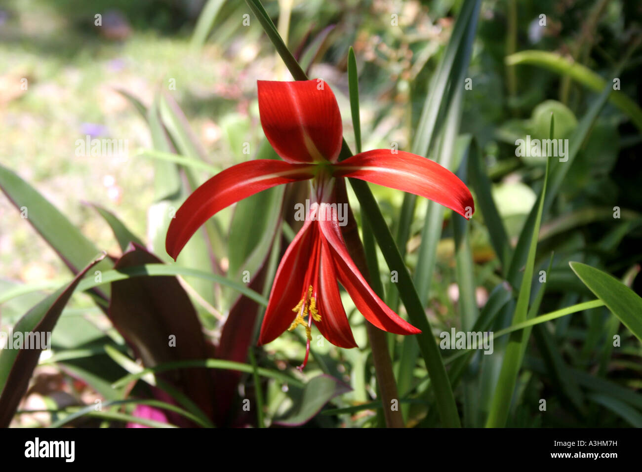 Ade 522 Jacobean or Aztec Lily (Sprekelia formosissima) Stock Photo