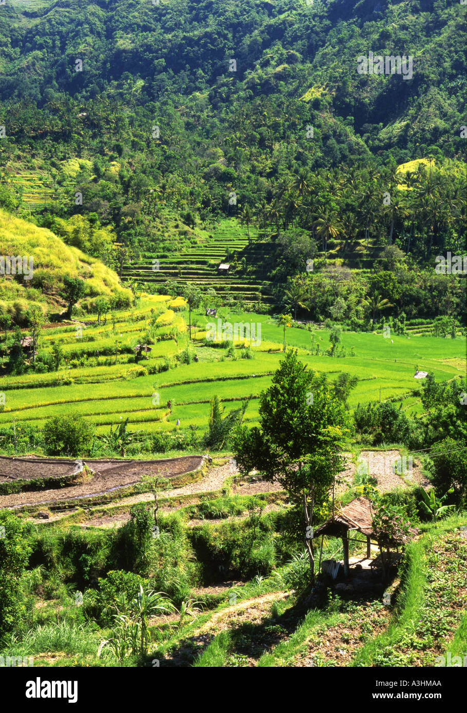 lush green rice terraces at tirtagangga bali indonesia Stock Photo - Alamy