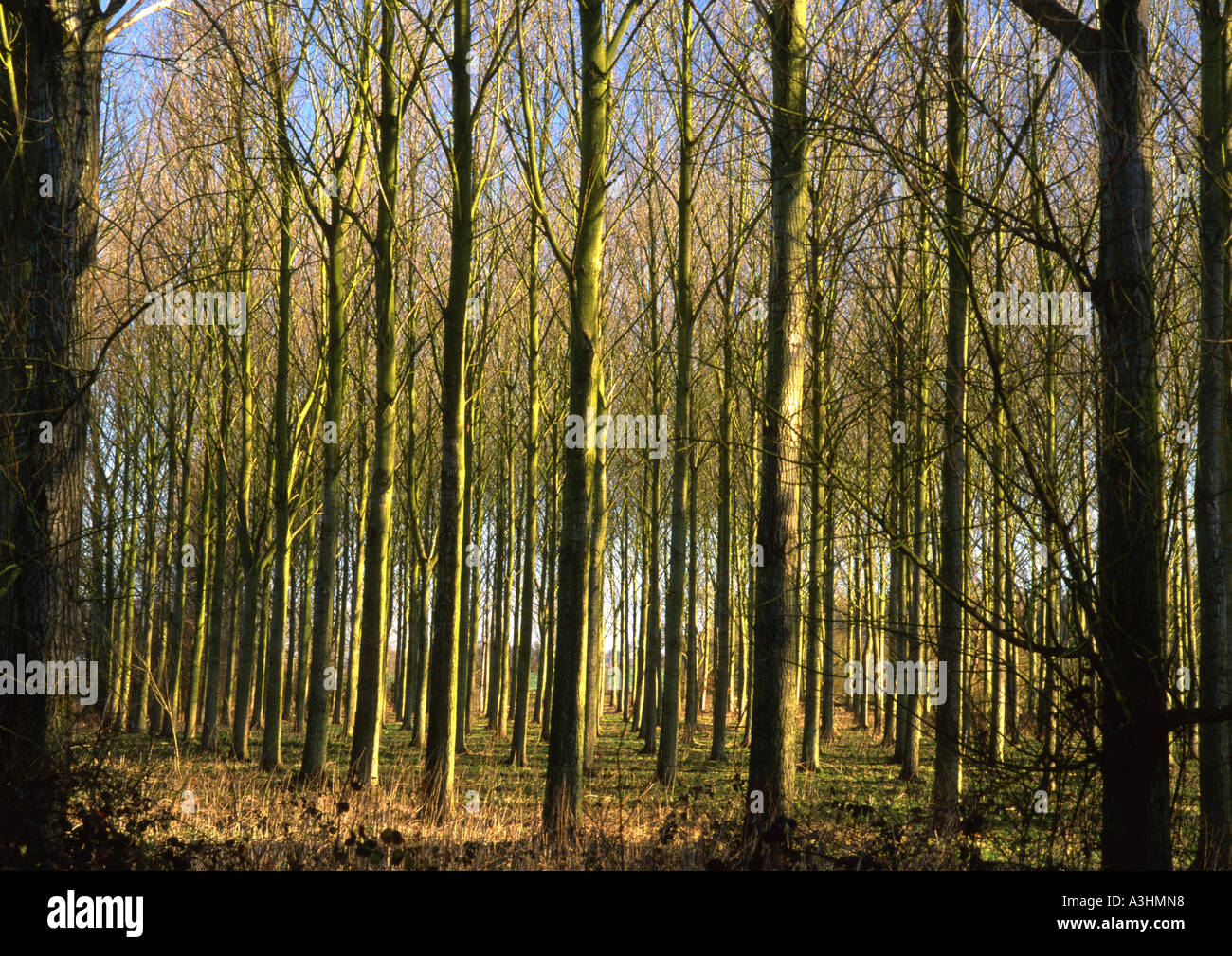 Poplar Trees in Henham in Suffolk the Uk  (Medium Format) Stock Photo