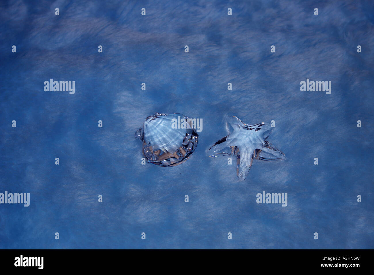 Sea Start Shell Crystal shell seastar hi-res stock photography and images - Alamy