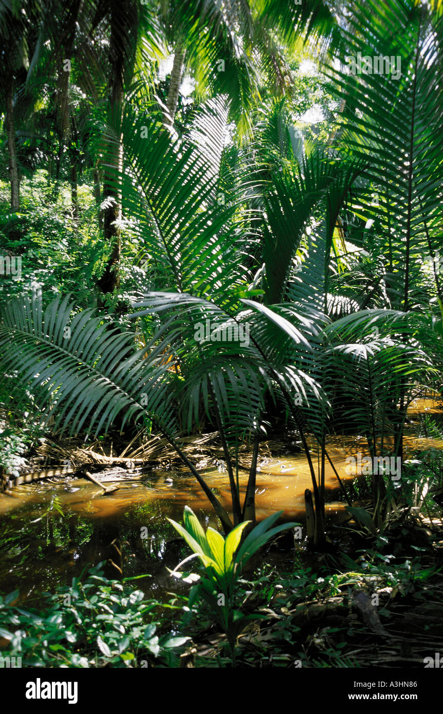 jungle creek island of guam usa micronesia Stock Photo