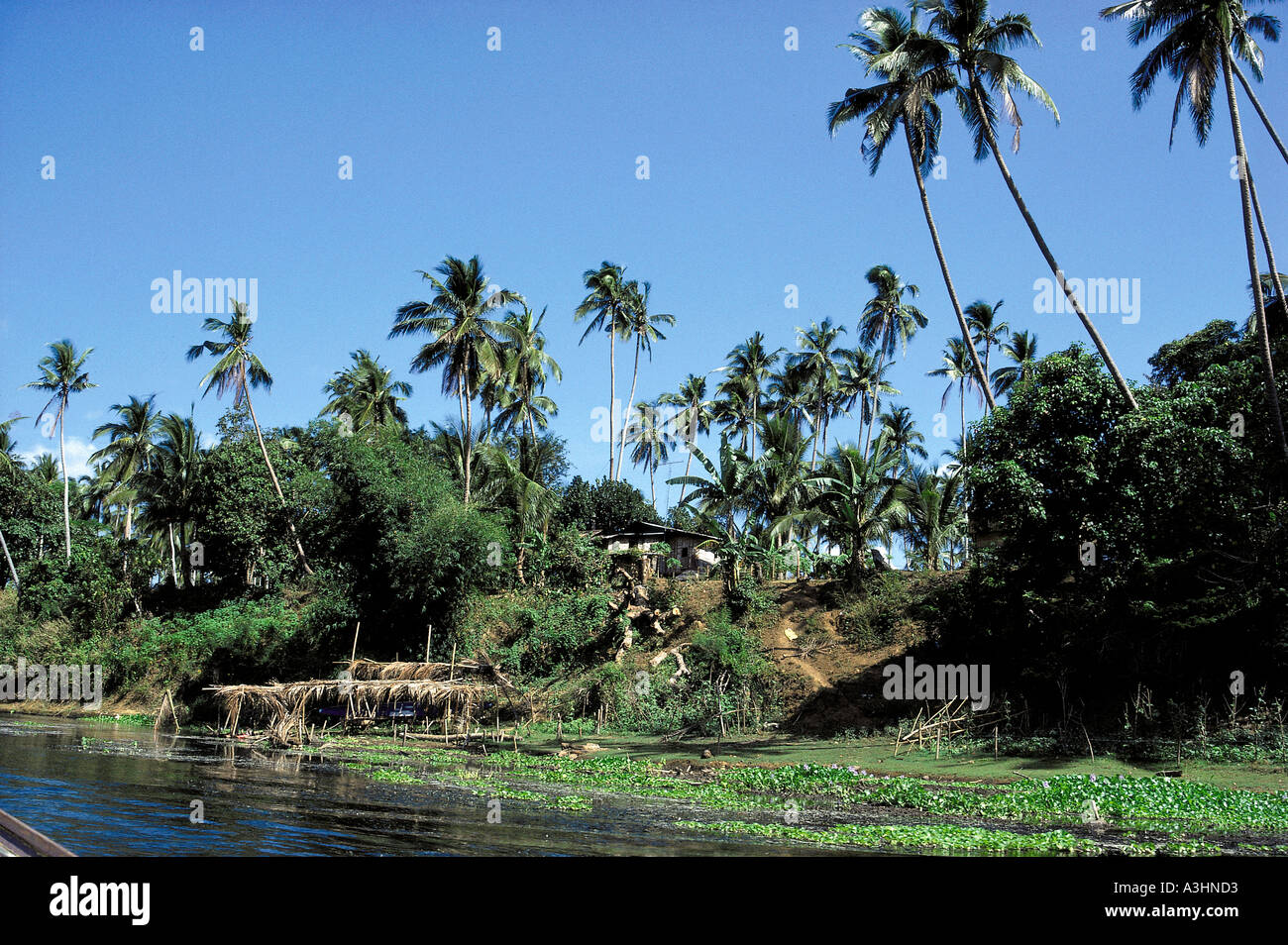 palmtrees at river area of pagsanjan philippines Stock Photo