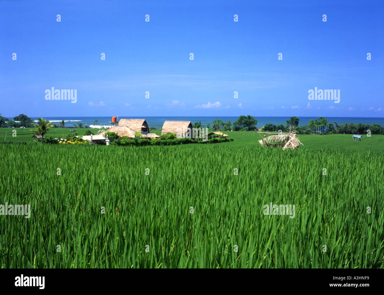 lush green rice paddy sea behind west coast of bali indonesia Stock Photo