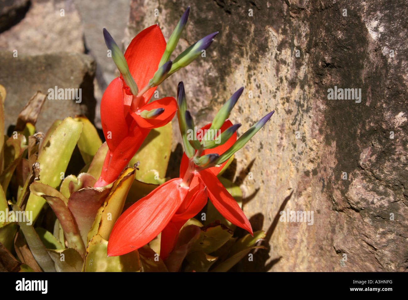 Ade 354 South America,'Queens Tears' Billbergia nutans Stock Photo