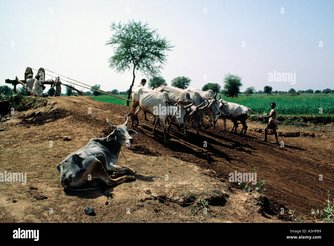 water irrigation system state of tamilnadu india Stock Photo Alamy