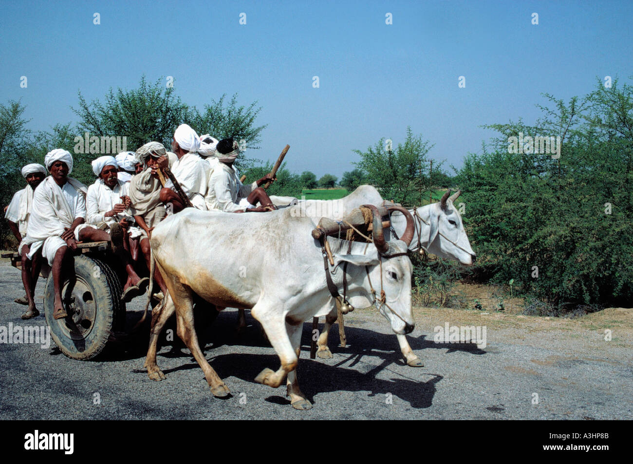 oxen vehicle state of rajasthan india Stock Photo
