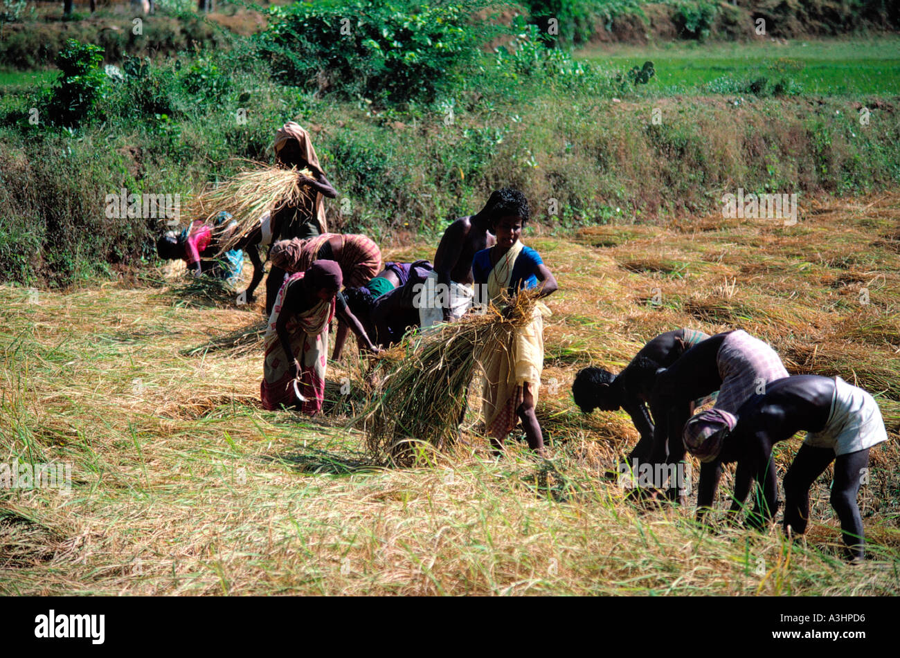 harvest of rice state of tamilnadu india Stock Photo - Alamy
