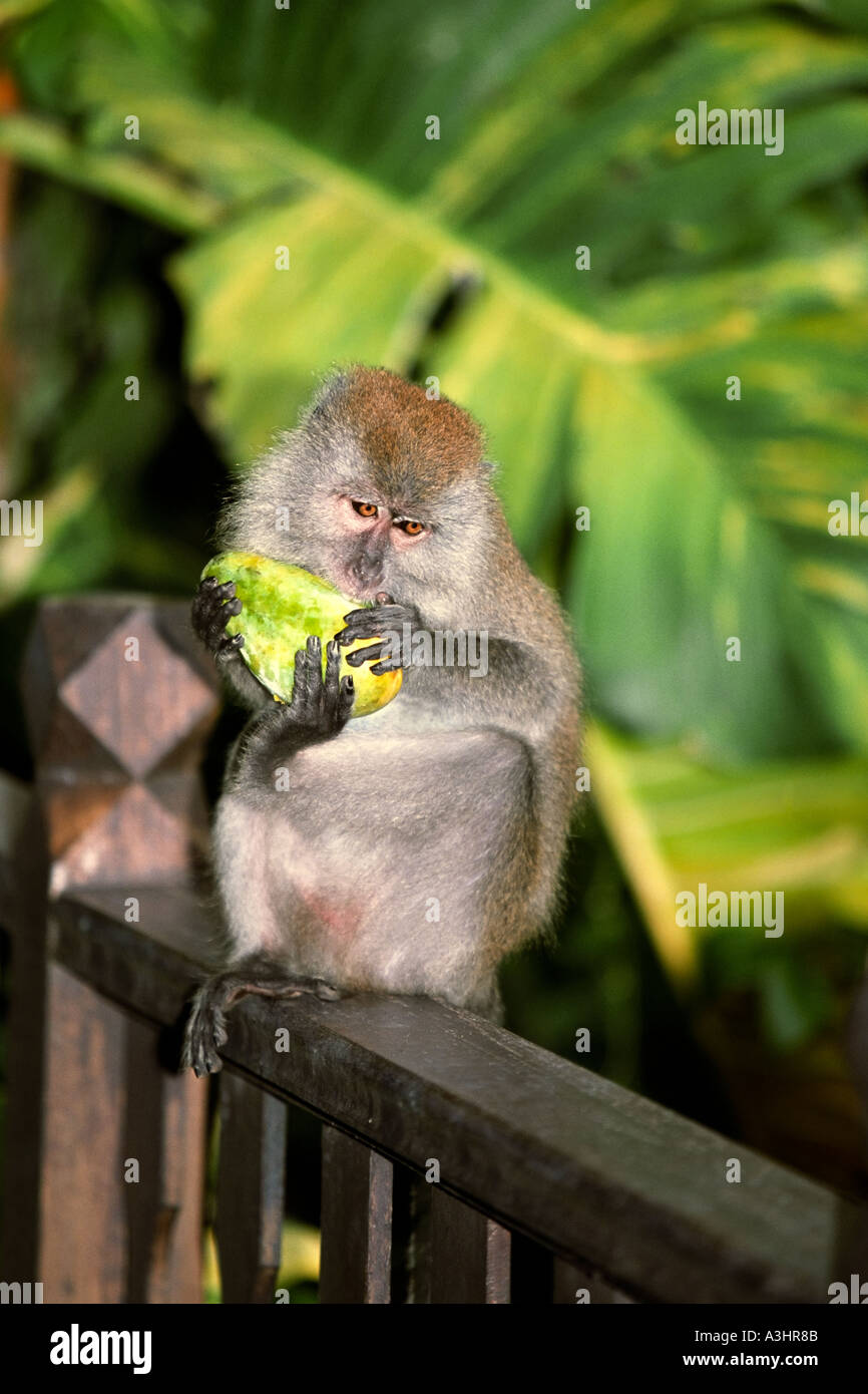 Monkey eats fresh mango fruit. Pangkor Laut island, Malaysia. Stock Photo