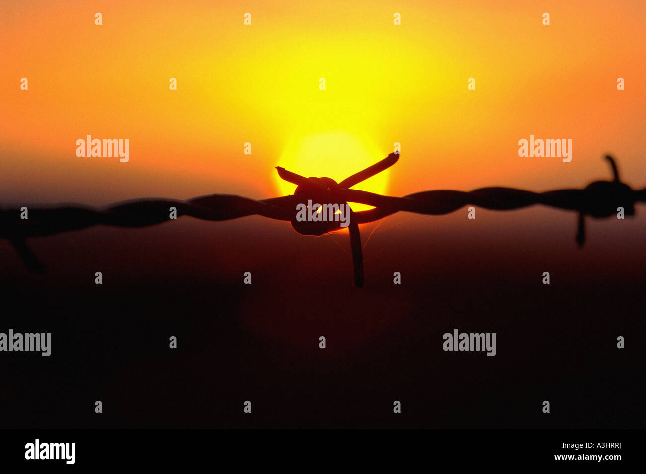 Silhouetted barbed wire fence against an orange sky at sunset Stock ...