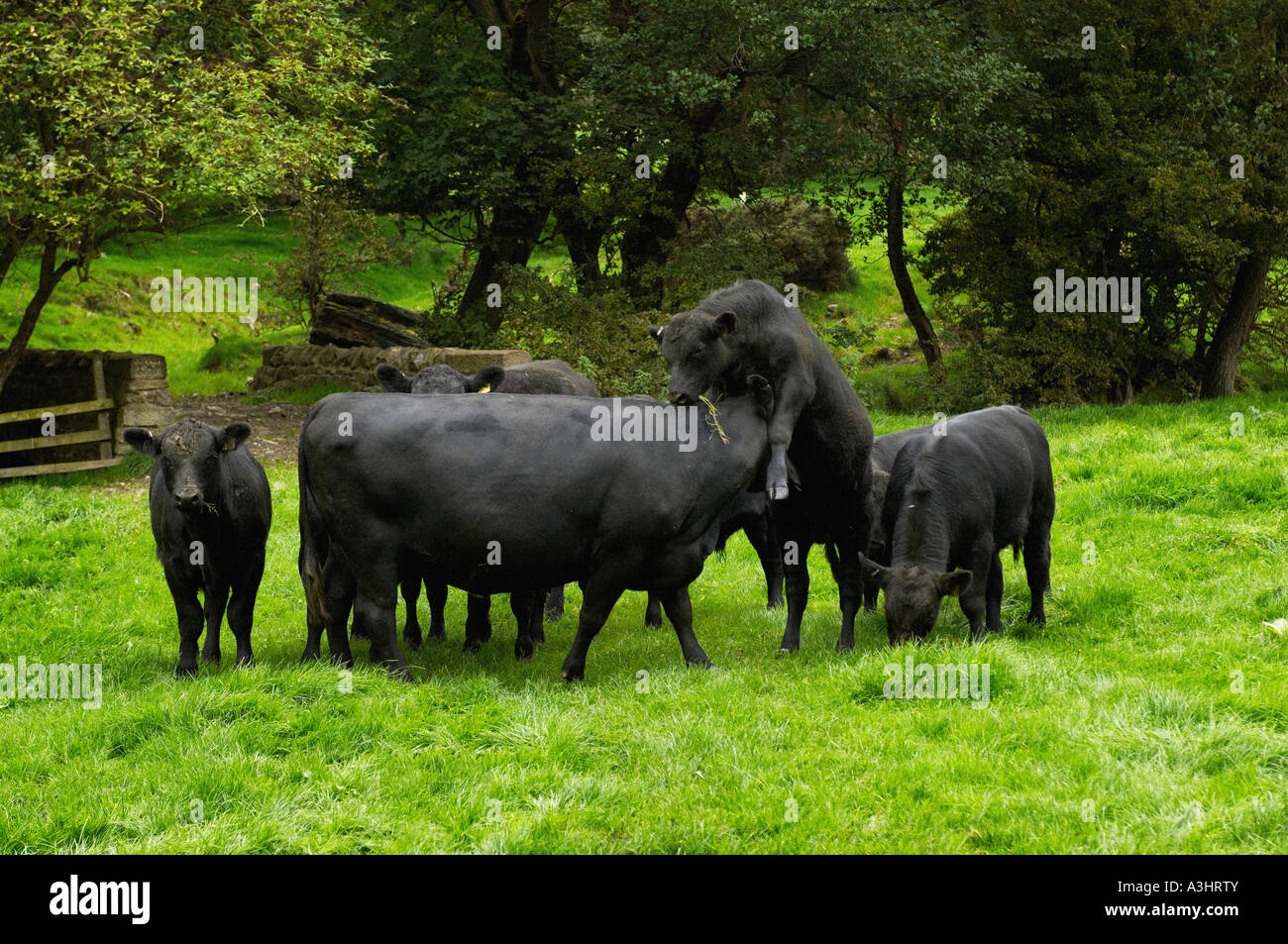 Group of black cows stood in field with one attempting to mount another the wrong way round Stock Photo