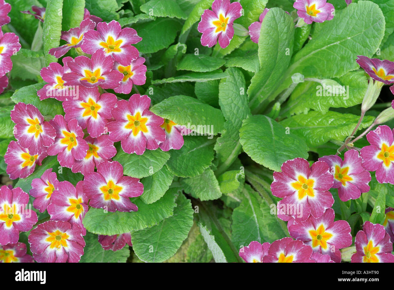 Close up of primula flowers and leaves. Scientific name: Primula vulgaris, syn. Primula acaulis. Stock Photo