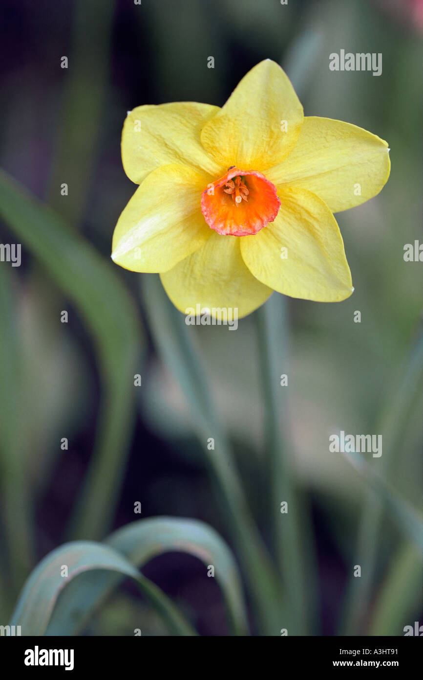 Daffodil flower. May Stock Photo Alamy