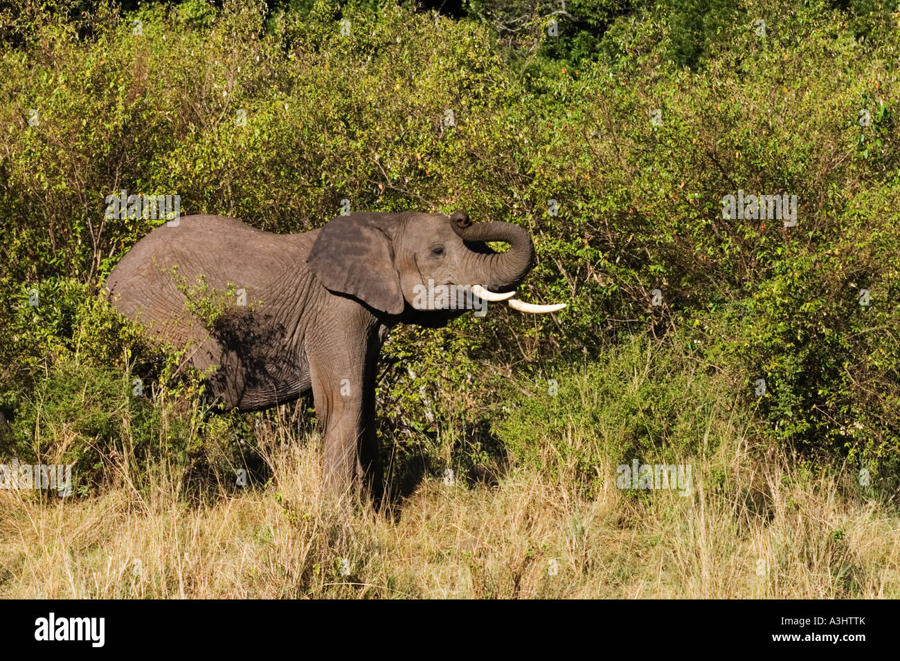 Elephant grazing in the bush Stock Photo - Alamy