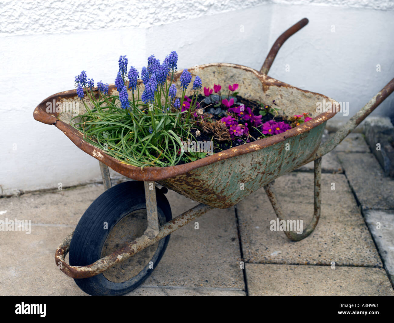 Wheelbarrow Planted with Flowers Stock Photo Alamy