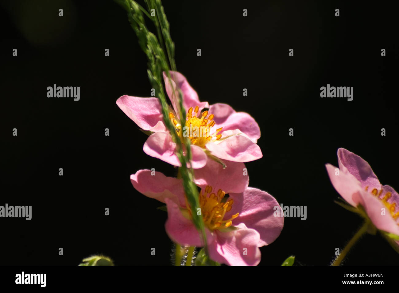 Pink flower of the strawberry Stock Photo - Alamy