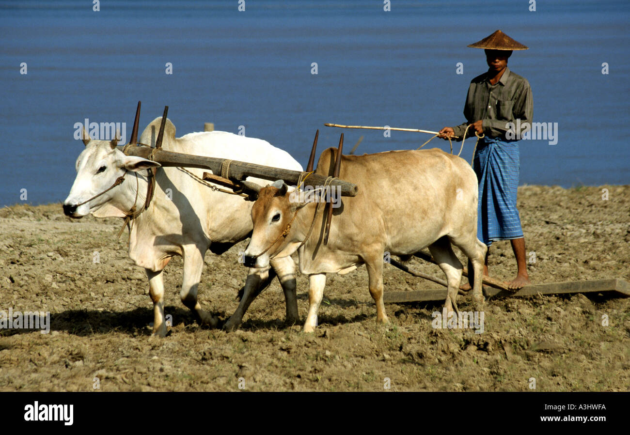 Ploughing with an ancient wooden yoke and pair of oxen for rice at Mandalay in Burma Stock Photo