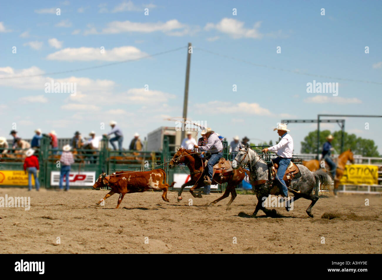 Rodeo Alberta Canada Team roping Stock Photo Alamy