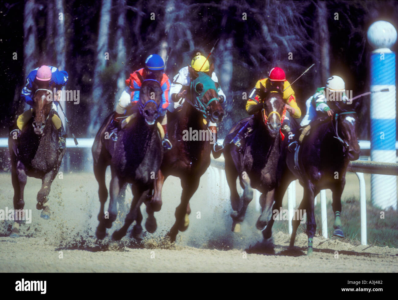 horse race in Florida USA Stock Photo Alamy