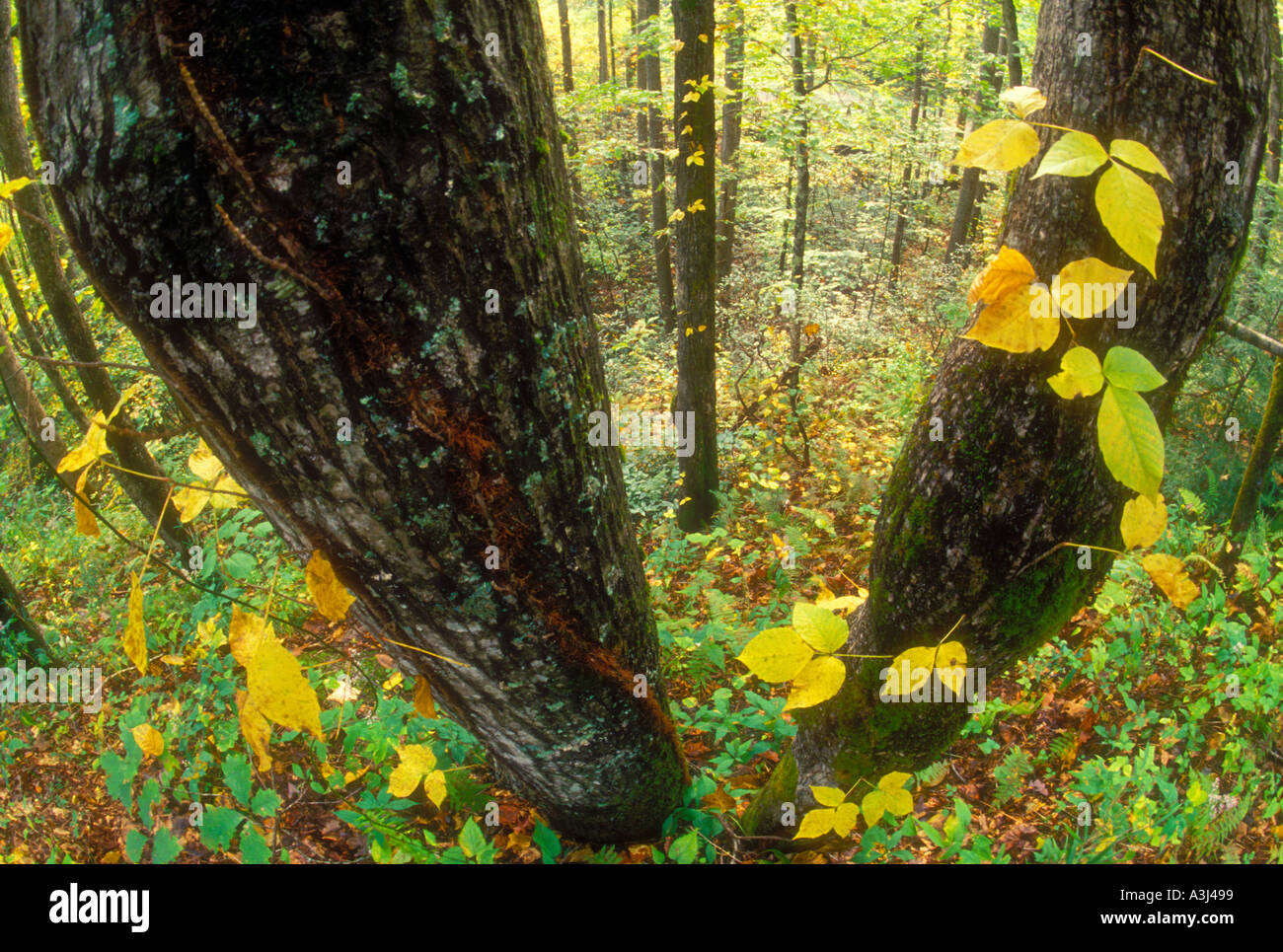 New england fall colors hi-res stock photography and images - Alamy