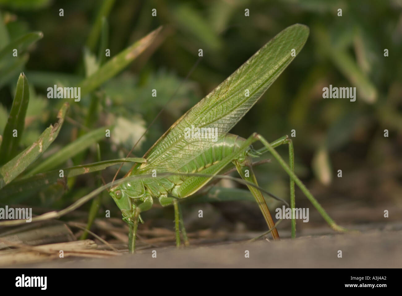 Great Green Bush Cricket Tettigonia Viridissima laying eggs lay egg