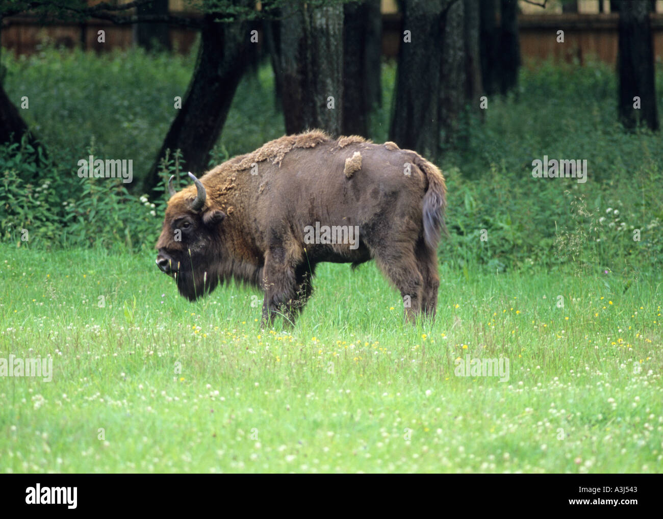 Poland Europe Bialowieski wilderness Polish Bison Stock Photo