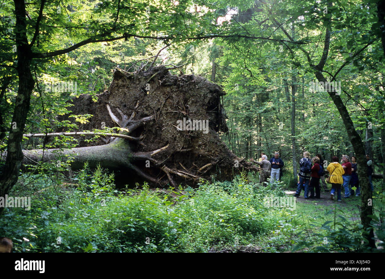 Poland Europe Bialowieski wilderness Strict Reservation overthrowed tree Stock Photo