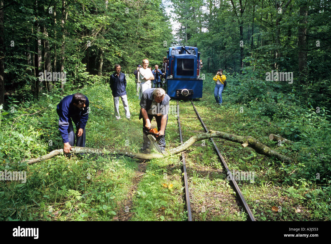Poland Europe Bialowieski wilderness tiny train blocked by fallen tree branch Stock Photo