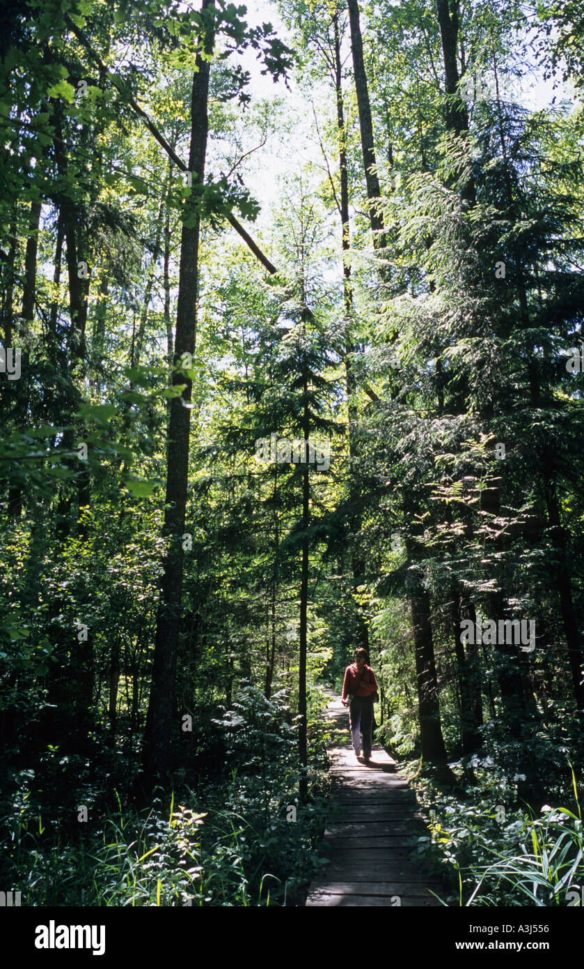 Poland Europe Bialowieski wilderness walk on Bison Ribs touristic foot path Stock Photo