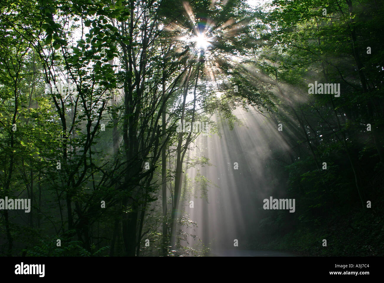 sun rays radiate in the morning fog in a forest Stock Photo